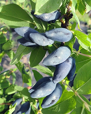 Саженцы Жимолость Блю банана