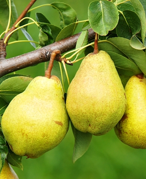 Саженцы Груша Просто Мария