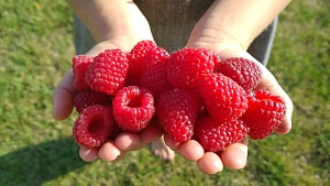 Саженцы Малина Карамелька