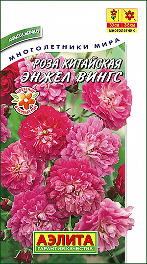 Семена Роза китайская Энжел Вингс.
Роза остается непревзойденной царицей цветов, символом красоты и величия. На радость любителям этих цветов, не имеющим сада, были созданы миниатюрные розы с махровыми и немахровыми цветками различных расцветок. Они обладают приятным запахом. При правильном уходе можно добиться цветения с ранней весны до конца лета. Ее можно выращивать как в оранжереях, так и в открытом грунте маленькими или большими группами в сочетании с декоративными хвойными кустарниками. Агротехника. Посев: cемена сеют под стекло в феврале, используя для этого ящики с легким субстратом, которые необходимо держать в прохладном месте при температуре 4 – 6оС. После появления всходов температуру повышают до 15оС. Рассаду пикируют по 3 растения в один горшок. Цветет в первый же год. Уход: необходимо самое светлое окно в вашей квартире, летом можно выносить на балкон. При этом розы не любят перегрева: яркий свет и прохладный воздух – главный секрет выращивания. С марта по конец июля каждые 2 недели подкармливают, в другое время не удобряют, чтобы стебли оставались достаточно жесткими. В период роста и цветения поливают обильно, не допуская подсыхания земельного кома. Листья опрыскивают. С августа полив уменьшают и прекращают вносить удобрения. С октября начинают опадать листья. После того как все листья опадут, розы убирают в прохладное помещение с температурой 3 – 10С. Полив почти прекращают, лишь изредка смачивают земельный ком. В марте у розы заканчивается период покоя. Ее переносят в комнату, обрезают и пересаживают, если есть в этом необходимость. После того как растения тронутся в рост, возобновляют регулярный и обильный полив, а также подкормку. Для обильного и пышного цветения, рекомендуется первые 2 –3 бутона прищипнуть. Во время цветения регулярно удаляют отцветшие цветки.