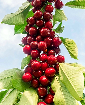 Саженцы Черешня колонновидная Сильва