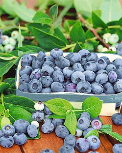 Голубика Патриот