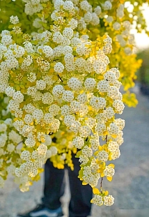 Спирея Вангутта Голд Фаунтейн