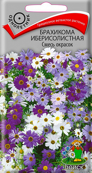 <div>
 Семена Брахикома иберисолистная Смесь окрасок.
</div>
 Очень грациозное, сильноветвистое растение, высотой 25 см. Листья перисто-рассеченные. Декоративные кустики с многочисленными белыми, синими, фиолетовыми или лилово-розовыми цветками обильно цветут с середины июня по октябрь. Используют для клумб, рабаток, бордюров, каменистых горок, горшечной культуры.<br>
 <br>
 <b> Агротехника.</b> Растение предпочитает легкие, плодородные, хорошо дренированные почвы и солнечные места. Размножают посевом семян в марте-апреле в ящики с легким песчаным грунтом. Семена слегка вдавливают в почву, не присыпая землей. Посадочную емкость накрывают стеклом и ставят в освещенное место. При температуре +20°C всходы появляются на 8-12 день. Сеянцы пикируют в фазе 2-3 настоящих листьев. Рассаду высаживают после окончания заморозков. Расстояние между растениями 15-20 см. Для лучшего ветвления верхушки молодых растений прищипывают. Семена соответствуют требованиям международных стандартов и ГОСТу РФ 12260-81.