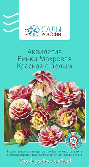 Аквилегия Винки махровая Красная с белым

Серия «Винки» предназначена не только для посадок в открытом грунте, но и для выращивания в качестве комнатной культуры. Цветки непоникающие, открытые, 4–5 см в диаметре со шпорцем. Собраны в пышный букет, возвышающийся на прочных цветоносах над объемной листвой. Куст компактный, неразваливающийся. Весной, когда на всходах будет по 3–4 листика, их необходимо пересадить на постоянное место. Чтобы растения лучше цвели, в начале июня их подкармливают раствором мочевины и нитрофоски. Зимует под снежным покровом без укрытия.