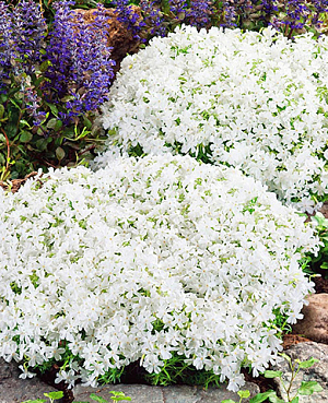 Саженец Флокс шиловидный Уайт делайт