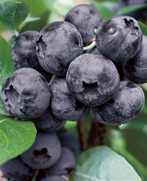 Саженцы Голубика Эмиль