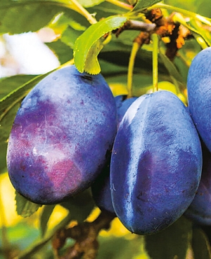 Саженцы Слива Стенли