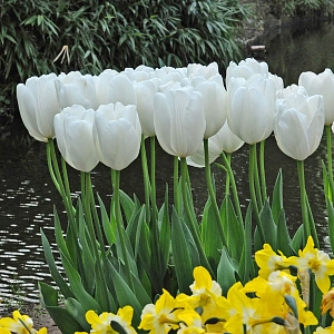 Тюльпан Дарвинов гибрид Хакун