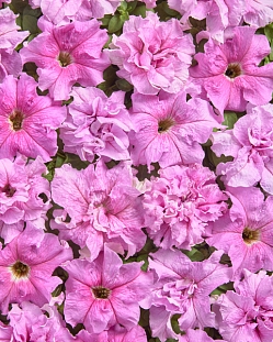 Семена Петуния крупноцветковая Мир