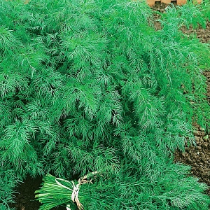 Семена Укроп Спартак F1