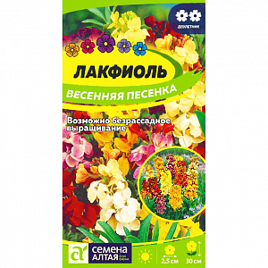 Лакфиоль "Весенняя песенка" - ярко цветущее растение. Растение стройное, хорошо облиственное. Имеет небольшие цветки различной окраски золотистые, желтые, оранжевые и ярко-красные), которые собраны в конечные густые кисти. Замечательное украшение сада, используется для посадки в контейнерах и вазонах, миксбордерах и рабатках. Растение свето- и теплолюбивое, засухоустойчивое. Предпочитает рыхлые плодородные почвы. В двулетней культуре семена высевают на рассадные гряды в середине мая, на постоянное место сеянцы пересаживают в конце августа. Лакфиоль выдерживает понижение температуры до -18 градусов. С наступлением холодов растения необходимо выкопать, пересадить в отдельные контейнеры и поместить в теплое освещенное место до весны. При однолетнем выращивании семена высевают на рассаду в феврале. При появлении 2-х листочков сеянцы пикируют в отдельные емкости. Рассаду высаживают на постоянное место в конце мая.