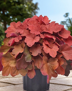 Гейхера Карнивал Синнамон Стик