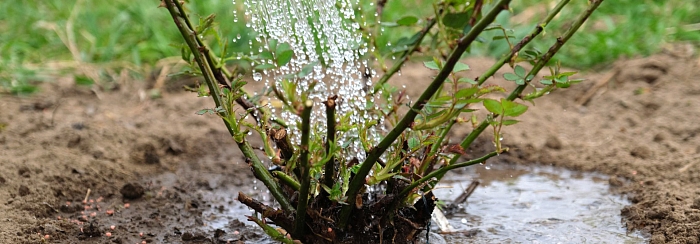Влагозарядный полив: спасение сада от вымерзания и самая важная процедура сентября