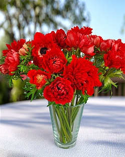 Ветреница (анемона) корончатая Фуллстар Ред