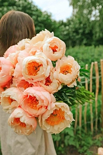 Пион травянистый Кингс Дэй