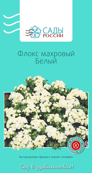 Флокс друммонда махровый белый

Единственный однолетник из многочисленных видов рода Phlox, не уступает своим многолетним родственникам ни по яркости окраски, ни по продолжительности цветения. Растения низкие, компактные, высотой 15-20 см, с изумительно красивыми, яркими и нарядными, как самоцветы, махровыми цветками. Цветет до снега. При посеве семена не заглублять. Появившимся росткам нужны свет, полив и умеренная температура. Через две-три недели всходы пикируют. Для достижения пышности куста всходы в фазе 4–5 листиков прищипывают. Самые красивые флоксы вырастают в полутени. Полив регулярный, но умеренный, утром или вечером. Холодостойкий. Рассаду высаживают в грунт, когда минует угроза заморозков.

