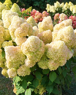 Гортензия метельчатая Диамантино