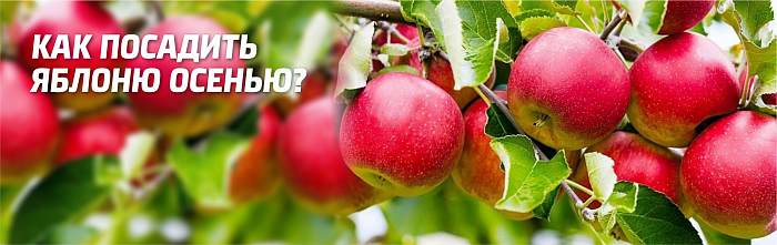 Как посадить яблоню осенью – правила, рекомендации и сроки высадки
