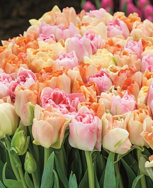 Тюльпан Анжелика