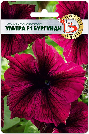 <blockquote>
</blockquote>
Семена Петуния Ультра F1 Бургунди крупноцветковая.
<div>
 Исключительная компактность растения. <br>
 Огромные цветки. <br>
 Серия включает около 20 расцветок, включая звездчатые.<br>
 Гибридная петуния селекции США.<br>
 Высадка: посев на рассаду производится с февраля по март. <br>
 Семена высеваются в рассадные ящики на поверхность подготовленного стерильного грунта. Семена грунтом не присыпаются. Прорастание: всходы появляются на14-20день, при температуре проращивания 18-20°С. Пикировка: с марта по апрель проводят пикировку сеянцев в кассеты 3x3 см. Температура выращивания 15-17°С. С апреля по май производится пересадка в горшки диаметром 9 см. В горшках доращивание производится при температуре 12-16°С. Такая температура позволяет получить хорошо развитую коренастую рассаду. Возраст рассады перед высадкой на постоянное место должен составлять три месяца. <br>
 Грунт: должен быть легкий, с высоким содержанием питательных веществ и иметь значение pH 5,5-6. <br>
 Высадка в грунт: производят, когда полностью минует угроза заморозков. <br>
 Удобрение: петуния требовательна к содержанию питательных веществ. Подкормки проводятся комплексным минеральным удобрением, содержащим микроэлементы.
</div>
<p>
</p>
 <br>