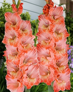 Гладиолус Барбизон