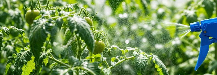 Борьба с паутинным клещом в теплице.