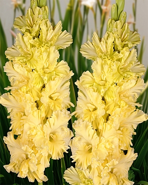 Гладиолус Страна Лимония