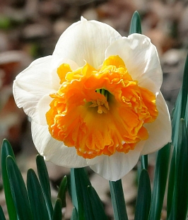 Нарцисс Амадей Моцарт