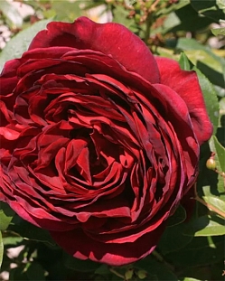 Роза шрабовая Графиня Астрид фон Харденберг