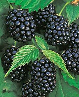 Саженцы Ежевика Честер