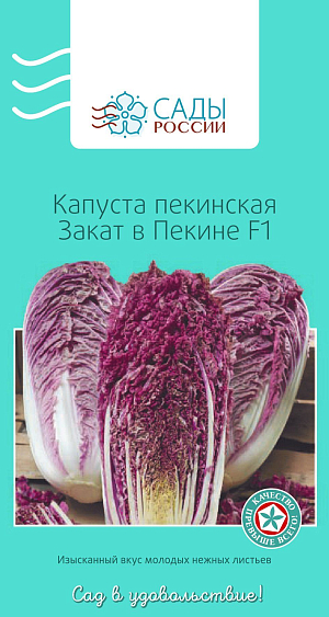 Семена Капуста пекинская Закат в Пекине F1 8шт