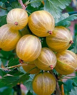 Крыжовник Хиннонмаки Гельб