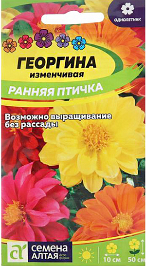 Семена Георгина "Ранняя птичка".<br>
Быстрорастущая смесь низкорослых махровых георгин. Растение образует компактный куст высотой до 50 см. Соцветия крупные шаровидные, полумахровые и махровые, яркой насыщенной окраски. На одном растении с крепкими цветоносами одновременно распускается множество соцветий диаметром 9-10 см. Прекрасно смотрятся в бордюрах и на клумбах, подходят для создания массивов и для выращивания в контейнерах. Долго сохраняют декоративность в срезке. Цветение обильное и продолжительное, с июля до осенних холодов. Свето- и теплолюбивое растение. Предпочитает открытые солнечные участки с питательной суглинистой почвой, защищенные от ветра, но с хорошей циркуляцией воздуха. Выращивают как рассадным способом, так и прямым посевом семян в грунт.
