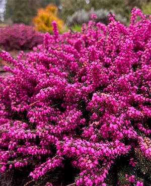 Эрика дарлиенская Крамерс Роут