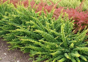 Барбарис тунберга Грин орнамент