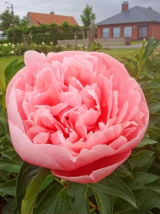 Пион травянистый Этчед Салмон