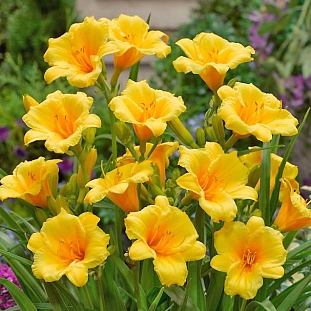 Лилейник Атен