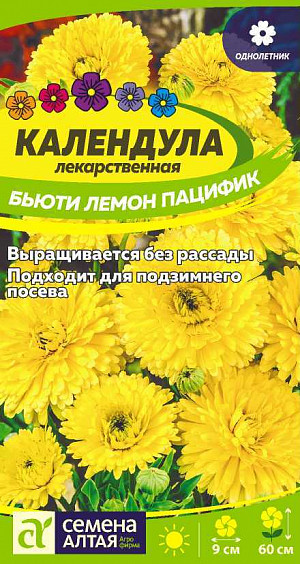 Календула Бьюти Лемон пацифик

Яркий однолетник с замечательным сочетанием ценных характеристик: высокие декоративные качества, целебные свойства, продолжительный период цветения. Кустики сильноветвистые раскидистые высотой до 60 см с прямостоячими побегами, увенчанными махровыми соцветиями нежно-лимонной окраски диаметром 7-9 см, обладающими специфическим освежающим ароматом. Выносит заморозки до -5ºС. Наибольшей декоративности достигает на открытых солнечных участках с легкими плодородными дренированными почвами при достаточном увлажнении. Выращивают посевом семян в открытый грунт в конце апреля или под зиму. Глубина заделки семян 2-3 см. При температуре почвы +18°С всходы появляются через 10-14 дней, их прореживают с интервалом 20-30 см. Цветение начинается через 8-10 недель от всходов, с июля по сентябрь. Удаление увядших соцветий продляет сроки цветения.