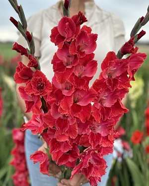 Гладиолус Афтершок