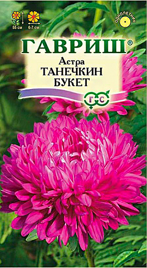Семена Астра Танечкин букет <br>
 <br>
 Растение пирамидальное, сомкнутое, высотой до 55 см, диаметром 17 см. Соцветия язычкового типа, махровые, карминно-красной окраски. Для выращивания подходят хорошо освещенные участки с плодородной суглинистой или супесчаной почвой. Астры обладают высокой холодостойкостью – хорошо переносят заморозки до -3-4°C. Выращивают, чаще всего, рассадным способом. Используются для получения срезки и оформления участка.<br>