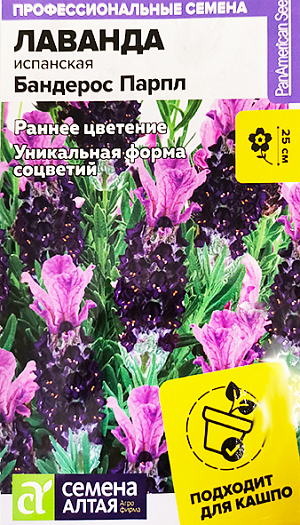 Семена Лаванда испанская "Бандерос Парпл". <br>
 <br>
 Быстрорастущий и раннецветущий сорт с темно-фиолетовыми соцветиями уникальной формы ( с пурпурным "хохолком"). Формирует плотные, хорошо ветвящиеся и обильно цветущие кустики. Не требует удаления увядших соцветий-самоочищается. Можно выращивать на клумбах, в бордюрных посадках, вазонах, а также в кашпо в качестве комнатной культуры. <br>
 <br>
 Высота растения 18-25 см., диаметр 18-25 см., размер цветка 1,5 см.<br>