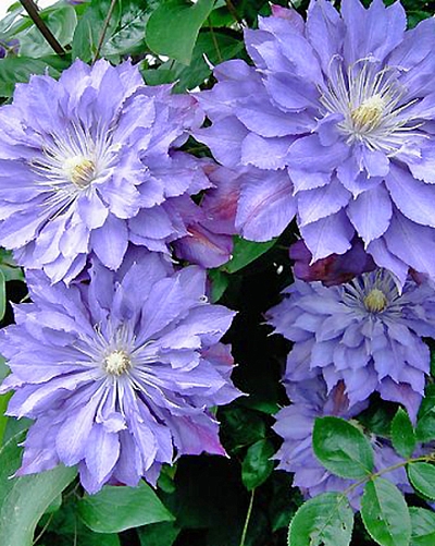 Клематис Кантес оф Лавлейс