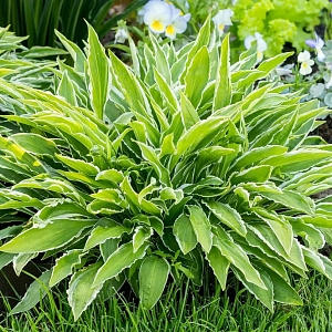 Хоста Сэндхилл Крейн