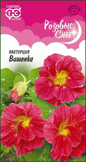 Семена Настурция Вишенка<br>
 <br>
 Яркие цветки и нежная зелень делают настурцию частой гостьей дачных участков. Она похожа на брызги солнца на закате или яркие фонарики, пламенеющие в изумрудной листве. У настурции очень красивые листья — крупные, щитковидные, на длинных черешках, что придает посадкам дополнительную декоративность. Цветет обильно с июня до заморозков восхитительно-махровыми, вишнево-розовой окраски цветками, до 5 см в диаметре. Тепло- и светолюбива. Предпочитает умеренно плодородные, влажные почвы. Выращивают рассадным способом и посевом в грунт.  Прекрасно смотрятся в обрамлении клумб и дорожек, используют для создания клумб-букетов, высаживают в небольшие вазоны, кашпо.<br>