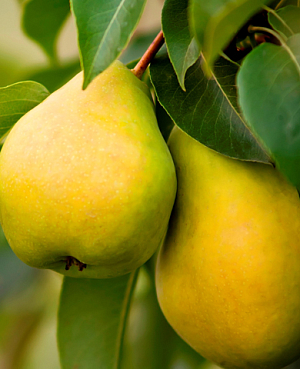 Саженцы Груша колонновидная Медовая