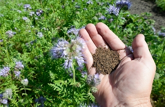Сидераты в сентябре: какой «зеленый доктор» вылечит вашу почву за один месяц? Выбор агронома.