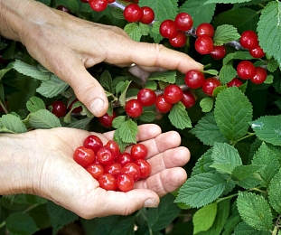 Вишня войлочная Лето