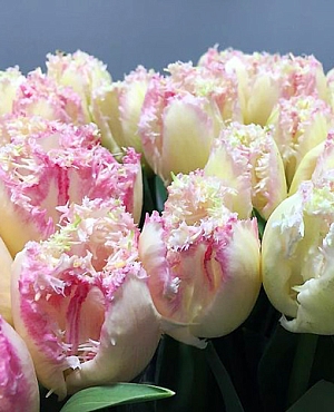 Тюльпан бахромчатый Неглиже