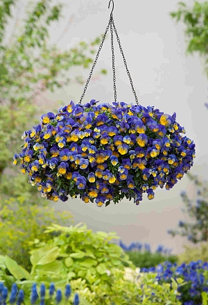 Виола ампельная Cool Wave Morpho
Общая характеристика: Сорт ампельной виолы Cool Wave Morpho отличается исключительной зимостойкостью и сверхранним весенним цветением, за что ценится садоводами.

Ключевые особенности:

Морозостойкость: Очень хорошо переносит зиму и низкие температуры. Уникальное свойство: в условиях холодных весенних ночей насыщенность окраски цветов только усиливается.

Сроки цветения: Зацветает самой первой среди виол, часто когда ещё лежит снег, украшая сад ранней весной.

Габитус растения: Формирует большие, мощные, раскидистые кусты с сильными побегами, идеально подходящие для выращивания в подвесных кашпо, высоких контейнерах и на переднем плане цветников.

Окраска: Характерная для серии Cool Wave Morpho нежная сиренево-голубая окраска с более тёмным глазком.

Итог: Это надежный и эффектный сорт для создания длительно цветущих ампельных композиций, который порадует ранним стартом и устойчивостью к капризам погоды.